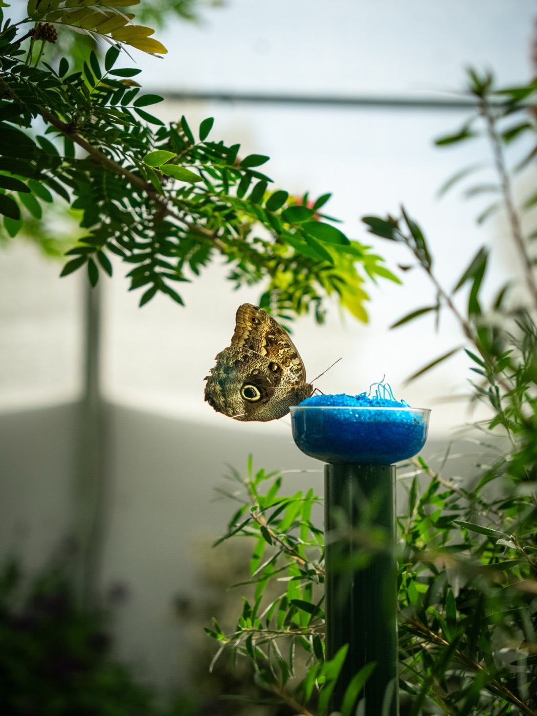Butterfly resting beside blue nectar in green foliage